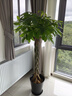 叹为观止大型植物发财树各种大颗盆栽开业乔迁客厅办公室内好养大型花卉 辫子发财树【1.7-1.8米】 含盆 实拍图