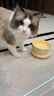 光多拉猫碗陶瓷恒温猫咪饮水机低加热保温酸奶机宠物狗秋冬季恒温喝水碗 实拍图