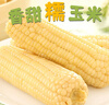 京鲜生东北糯玉米3黄3白3黑220g*9棒 真空包装新鲜甜糯玉米棒 源头直发 实拍图