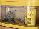 画法几何米家智能生态鱼缸小黄鸭联名米家APP智能喂食 实拍图