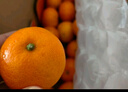 京鲜生 金秋砂糖橘/砂糖桔 2斤 生鲜水果  实拍图