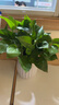 【绿萝盆栽】吸甲醛净化空气水培绿植物懒人花卉好养搬家礼物全 【热销5盆】绿萝+白色南瓜盆自吸水 整体含盆高度20-25cm 实拍图
