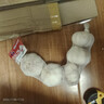 山东金乡蒜大蒜出口标准精选大蒜头蔬菜调料单果5cm 网兜装袋5头 150g 5-5.5cm特大 实拍图