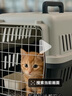 腆宠宠物航空箱小号 猫咪航空箱猫狗 猫包猫笼外出车载猫箱狗狗托运 实拍图