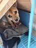 狗狗玩具磨牙耐咬 棉绳球泰迪金毛咬绳中小型犬绳结玩具宠物用品 绳结棉绳玩具球(颜色随机)2个 实拍图
