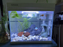 森森（SUNSUN）超白鱼缸一体缸自循环客厅水族箱桌面家用懒人免换水小型金鱼缸 超白HEJ250标配 带滤材+棉 实拍图