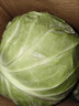 包菜新鲜卷心菜大头菜农户自种当季绿叶蔬菜绿甘蓝 绿甘蓝 3斤 实拍图