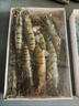 海速达 鲜活船冻黑虎虾 净重500g23-25只 大虾新鲜速冻老虎虾海鲜水产 实拍图