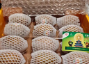 佳沛（zespri）新西兰  阳光金奇异果巨大果22粒原箱 单果重约144-175g 猕猴桃 实拍图