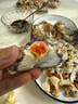 【活蟹】蟹宗大闸蟹鲜活螃蟹河蟹现货全母3.5-3.8两8只去绳足重水产生鲜海鲜礼品礼盒 实拍图