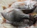 黄翅鱼 黄立鱼 黄墙黄蜡鱼潮汕海鲜水产品黄脚立鱼黄鳍鲷赤翅鱼 3-4条1斤（去肚前500g） 实拍图