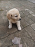舒腾金毛幼犬纯种宠物狗狗金毛活体大型犬寻回犬宠物狗金毛幼崽活体狗 宠物级 精品金毛 公 实拍图