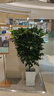 叹为观止大型植物发财树各种大颗盆栽开业乔迁客厅办公室内好养大型花卉 幸福树【1.2-.1.4米】 含盆 实拍图