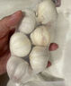 大蒜头出口品质网兜紫蒜蔬菜调料新鲜大果烧烤火锅食材 【精品网兜装】6头装 180g 实拍图