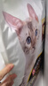 冠能猫粮 成猫猫粮鸡肉味10kg 全价猫粮 稳固免疫【宠物金选】 实拍图