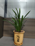 劉閣蘭花超香建兰四季兰当年开花壮苗满屋飘香室内四季常青花卉盆栽草 5苗连体【天穹蓝素】 实拍图