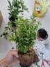 绿有意绿植盆栽多肉花卉盆栽植物室内桌面水培绿植办公室客厅植物懒人 5盆自选】植物和盆颜色请备注 实拍图