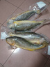 黄小渔宁德三去黄花鱼800g/条 大黄鱼生鲜 鱼类海鱼 海鲜水产 实拍图
