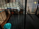 獒少保猫笼 大号猫笼子带厕所猫别墅猫窝成猫幼猫猫舍猫屋宠物笼子用品 黑色 大双层 84.5*60.5*96cm 实拍图