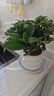 绿有意 绿植花卉办公室客厅桌面盆栽摆件简约创意网红北欧绿植ins云朵盆 栀子花+甜甜圈PET树脂盆+托盘+肥料 北欧风格网红绿植 实拍图