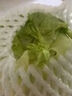 球生菜约500g 实拍图