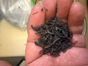 中茶茶叶广西梧州六堡茶黑茶六堡茶D6166箩装黑茶250g散茶礼品 伴手礼 实拍图