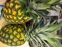 佳农 菲律宾进口菠萝 2个装 凤梨 单果净重2斤 生鲜水果源头直发 包邮 实拍图