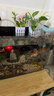 坤宁王金晶超白玻璃鱼缸40*30方缸家用小型裸缸桌面造景溪流缸乌龟缸 实拍图