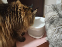 霍曼（Homerun）小方块饮水机猫咪饮水机喂水器宠物饮水器无线水泵自动循环 实拍图
