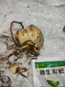 香水百合种球四季花卉好养易活盆栽室内花植物种球浓香百合花种球 索邦多头花包活包对版 百合种球一颗 实拍图