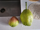 京鲜生 新疆库尔勒香梨 净重8斤 单果120g起 生鲜水果 礼盒装 包装随机 实拍图