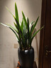 华香园绿植花卉兰花苗浓香墨兰【金华山】办公室内盆栽盆景耐阴植物多肉 金华山7苗带盆(红色盆)带花苞 实拍图
