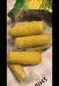 十月稻田 黑糯玉米 3.52斤(220g*8根) 东北甜黏玉米棒 早餐苞米 低脂代餐 实拍图