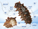 辽参有机冷冻海参3斤装10-12头*3非即食独立包装 源头直发 固形物85% 实拍图