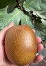 佳沛（zespri）新西兰  阳光金奇异果巨大果22粒原箱 单果重约144-175g 猕猴桃 实拍图