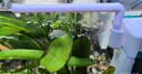 京业鱼缸多功能过滤器JY-003F款6W 增氧循环水泵鱼缸过滤吸便带雨淋器 实拍图
