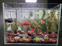 坤宁王金晶超白玻璃鱼缸40*30方缸家用小型裸缸桌面造景溪流缸乌龟缸 实拍图