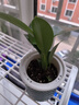 大叶金钻绿公主盆栽植物除甲醛绿植办公室四季常青室内客厅摆放花 【拍一发二】金钻+灰繁星吸水盆 含盆高度15-20厘米 实拍图