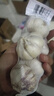 山东金乡蒜大蒜出口标准精选大蒜头蔬菜调料单果5cm 网兜装袋5头 150g 5-5.5cm特大 实拍图