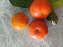 柏馋广西沃柑新鲜纯甜橘子当季时令水果桔子柑橘应季整箱正宗当季 精选9斤净重8.5斤 中果55-65mm 实拍图