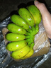 广西网红小米蕉青香蕉发货密封放熟吃新鲜水果皮薄肉厚 净重1斤青蕉发货 实拍图
