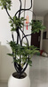 叹为观止 大型盆栽 单杆辫子发财树天堂鸟绿萝散尾葵办公室内开业乔迁礼品 造型鸭脚木1.6-1.8米【圆球盆】 不含盆 实拍图