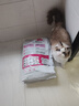 皇家成猫猫粮 肠道舒适 EP42通用粮12月以上10KG 实拍图