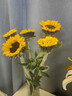【向日葵】生日礼物鲜切花云南基地直发新鲜太阳花鲜花毕业花束 向日葵10枝 中大花 中大花向日葵 实拍图