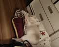 猫条猫咪零食成猫湿粮营养条幼猫猫零食猫罐头新鲜即食猫粮猫主食 三文鱼（80%鲜肉含量） 50只 实拍图