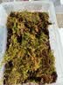 龟真寿 冬眠组合套装（中）无菌椰土蛭石珍珠岩三合一保湿保暖冬眠用品 实拍图