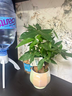 【绿萝盆栽】吸甲醛净化空气水培绿植物懒人花卉好养搬家礼物全 【公司开业】5年粗壮三杆发财树+招财进宝蓝色陶瓷盆 整体含盆高度20-25cm 实拍图