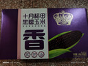 十月稻田 黑糯玉米 8根 3.2斤 代餐早餐 真空包装 花青素 杂粮礼盒 实拍图