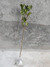 桂花树苗盆栽室内四季桂花卉植物金桂丹桂庭院大树浓香型绿植开花 【四季桂】粗1cm 高0.8-1米土球发货 实拍图