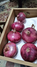 山东特产水果扁洋葱甜瓜口感红皮扁葱头生吃脆甜蘸酱好吃粉嫩 紫皮洋葱大果带箱 4斤 精选 实拍图